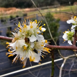PLUM CHICKASAW NATIVE