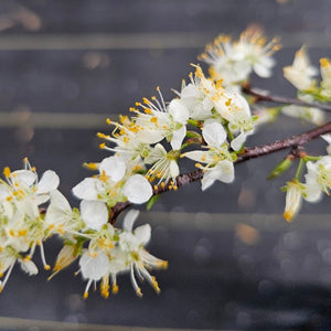 Chickasaw Plum Tree for sale at Advanced Nursery Growers in DeFuniak Springs Florida