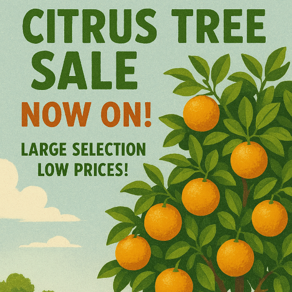 CTRUS TREE SALE