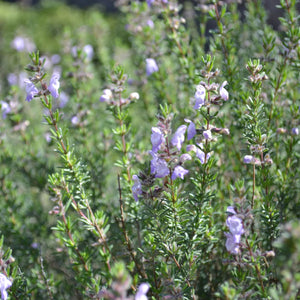 FALSE ROSEMARY LARGE FLOWER conradina grandiflora