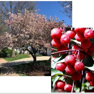 CRABAPPLE NARROW LEAF