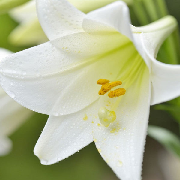 NATIVE SOUTHERN STRING LILY