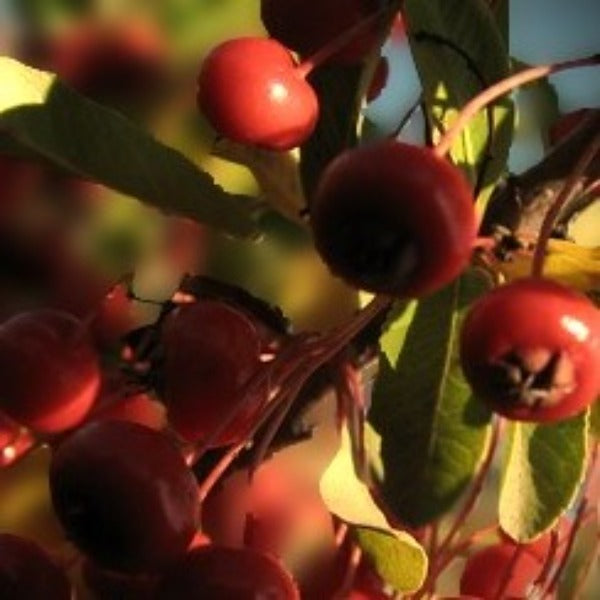 Callaway Crabapple tree for sale at Advanced Nursery Growers in DeFuniak Springs, Florida, featuring white spring flowers and attractive red crabapple fruit.