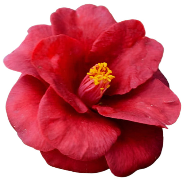 CAMELLIA Royal Velvet