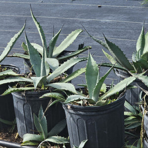 Large blue-green Agave Century Plant for sale at Advanced Nursery Growers in DeFuniak Springs, Florida