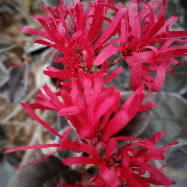 LOROPETALUM Cerise Charm