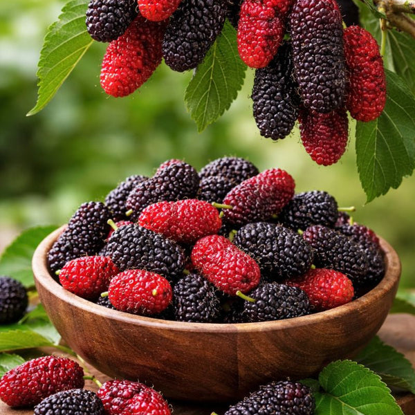 Chiang Mai #60 Dwarf Mulberry Tree with edible dark fruit for sale at Advanced Nursery Growers in DeFuniak Springs Florida