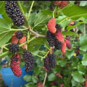 Chiang Mai 60 Mulberry tree with elongated dark purple edible fruit for sale at Advanced Nursery Growers in DeFuniak Springs Florida