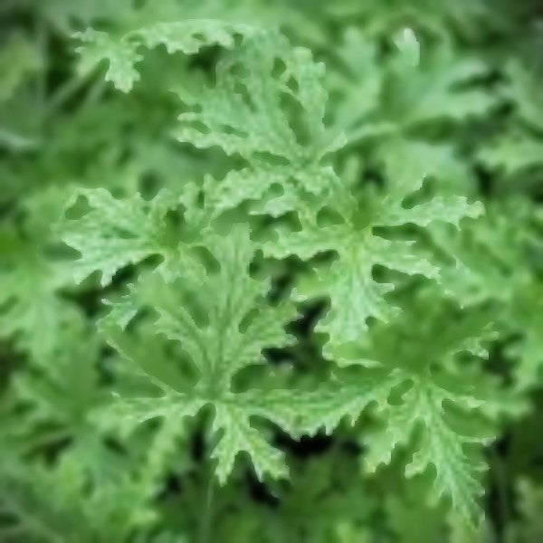 CITRONELLA