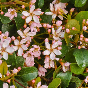 INDIAN HAWTHORNE