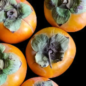 Coffee Cake Nishimura Wase Persimmon tree for sale in DeFuniak Springs Florida at Advanced Nursery Growers