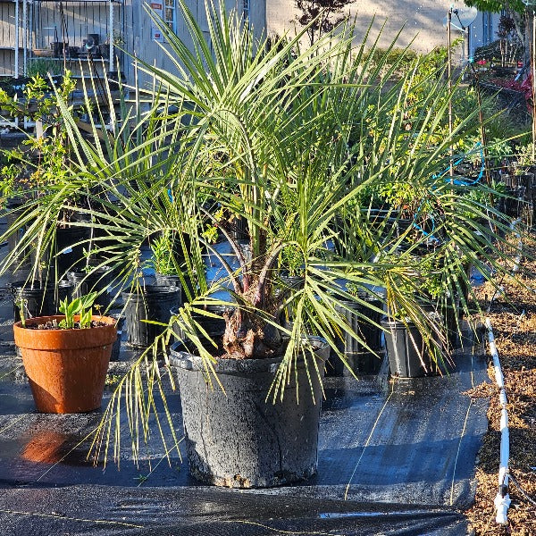 Mature Pindo Palm with arching blue-green fronds growing in a North Florida landscape