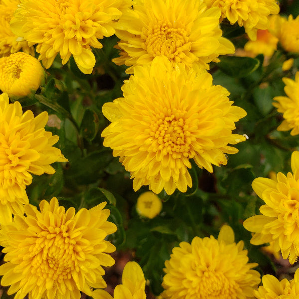 Colorful Hardy Mum plants in assorted sizes for sale at Advanced Nursery Growers in DeFuniak Springs, Florida