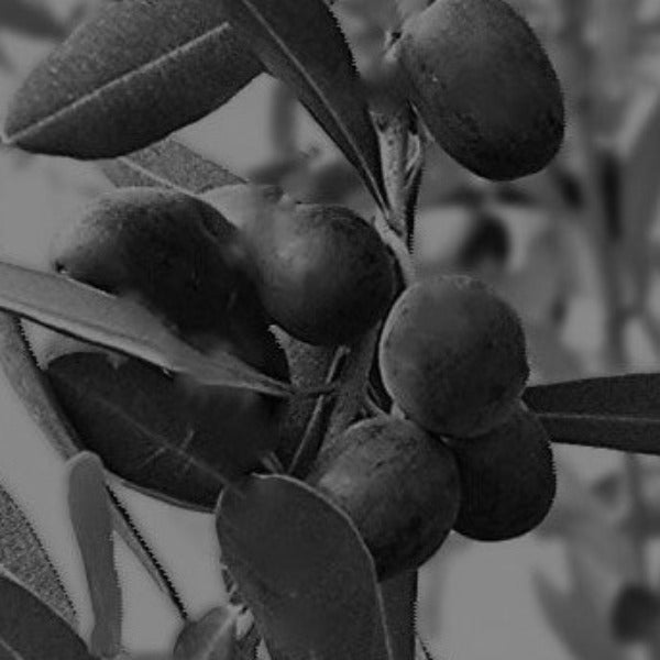 Coratina Olive Tree with attractive gray-green evergreen foliage, an Italian olive variety grown for high-quality olive oil, available at Advanced Nursery Growers in DeFuniak Springs, Florida.
