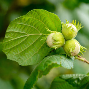 NUT TREE HAZELNUT NATIVE