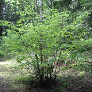 NUT TREE HAZELNUT NATIVE