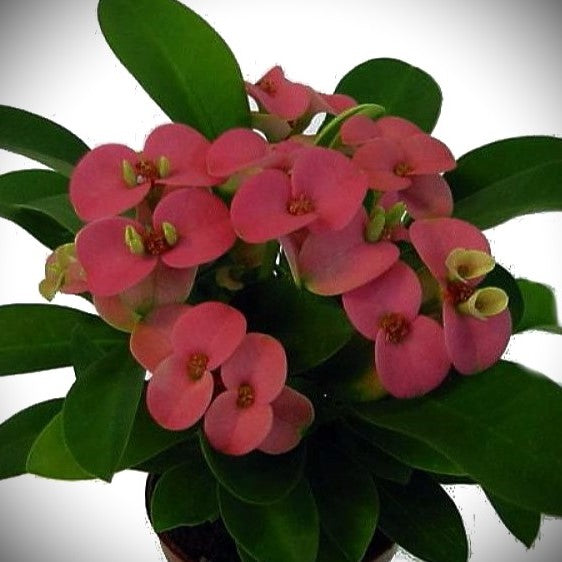 CROWN OF THORNS