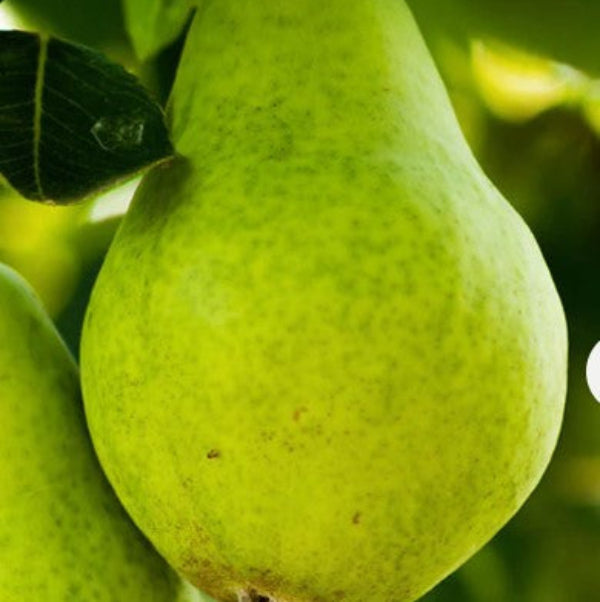 PEAR TREE CLEARANCE TAGS MISSING