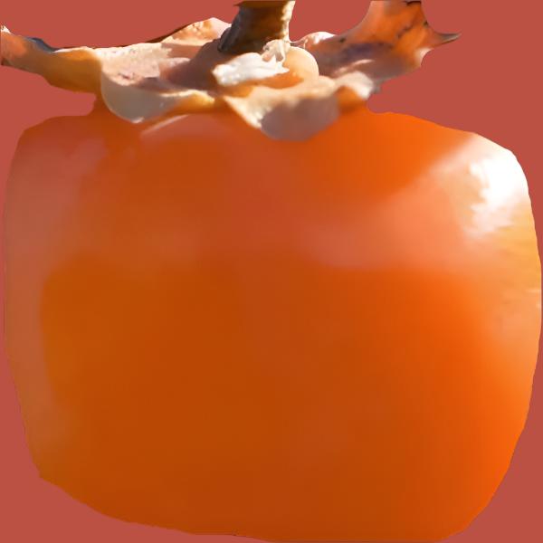PERSIMMON DEER MAGNET