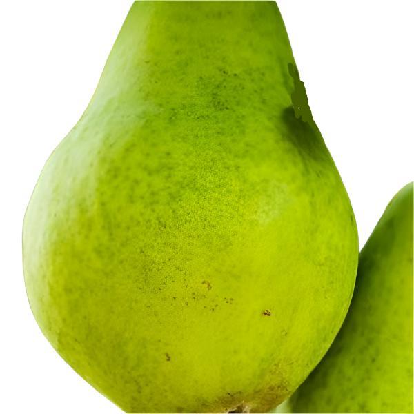D’Anjou Pear tree for sale in DeFuniak Springs Florida at Advanced Nursery Growers