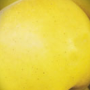 Dorsett Golden Apple tree for sale in DeFuniak Springs Florida at Advanced Nursery Growers