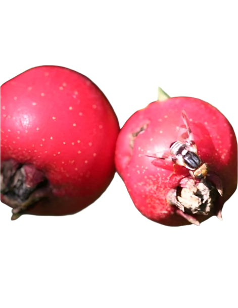 Double G Mayhaw Tree for sale at Advanced Nursery Growers in DeFuniak Springs Florida