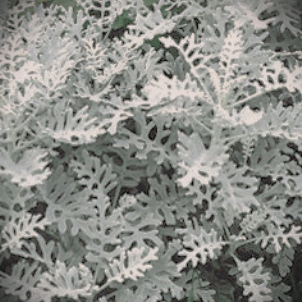 DUSTY MILLER