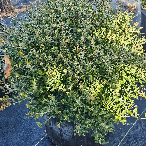 Holly Dwarf Yaupon