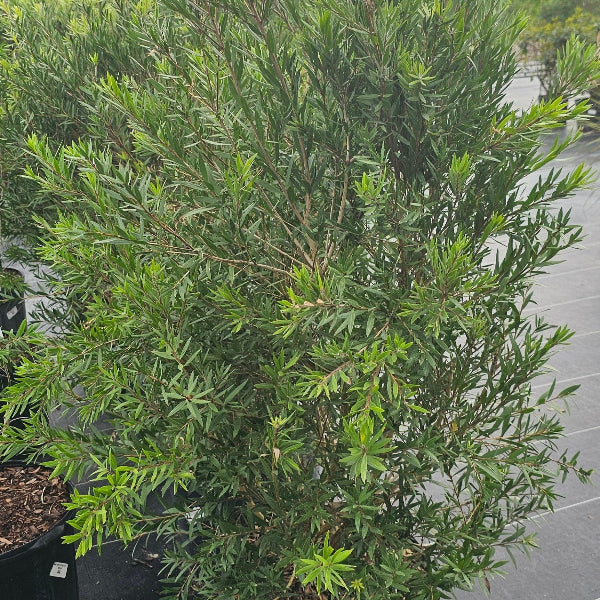 BOTTLEBRUSH MACARTHUR