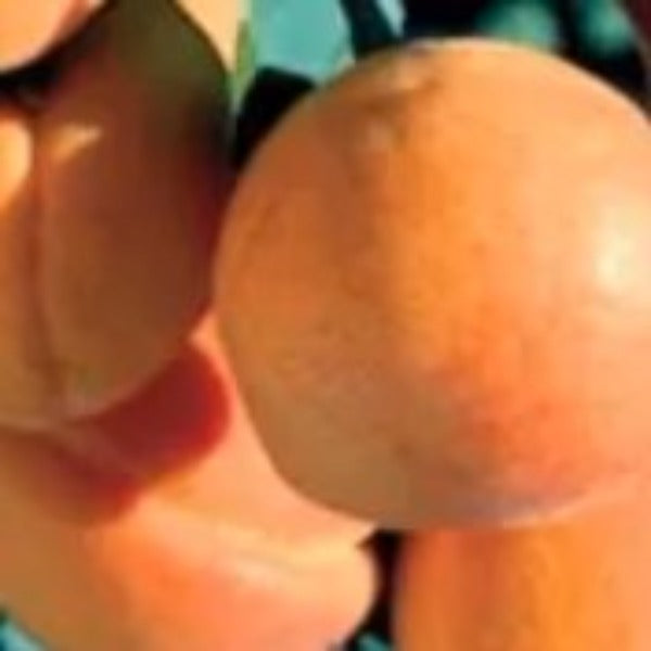 Early Golden Apricot Tree with ripe golden-orange apricots for sale at Advanced Nursery Growers in DeFuniak Springs, Florida.