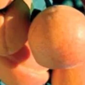 Early Golden Apricot Tree with ripe golden-orange apricots for sale at Advanced Nursery Growers in DeFuniak Springs, Florida.