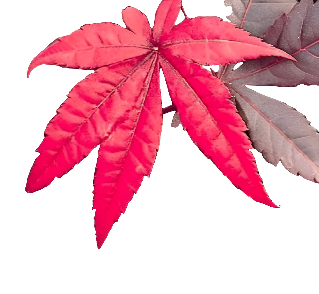 Emperor I Japanese Maple tree for sale at Advanced Nursery Growers in DeFuniak Springs Florida