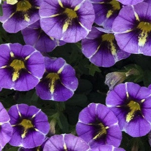 CALIBROCHA Evening Star