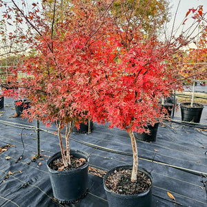 MAPLE JAPANESE GREEN  LACE LEAF