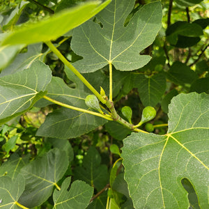 FIG TEXAS EVERBEARING