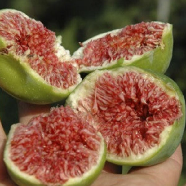 FIG ISCHIA