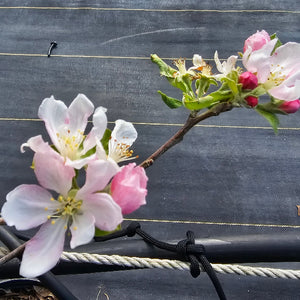 APPLE SHELL HEIRLOOM