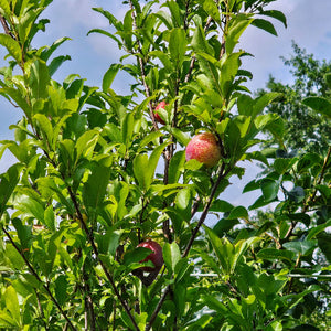 Santa Rosa Plum Tree for sale at Advanced Nursery Growers in DeFuniak Springs Florida