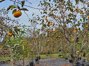 PERIMMONS UPICK