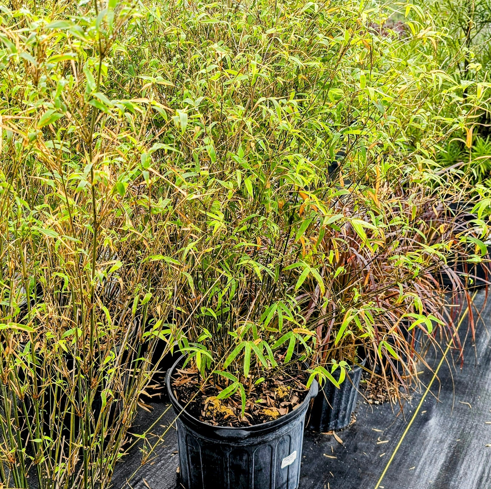 Fernleaf Bamboo plant with fine green foliage for sale at Advanced Nursery Growers in DeFuniak Springs, Florida