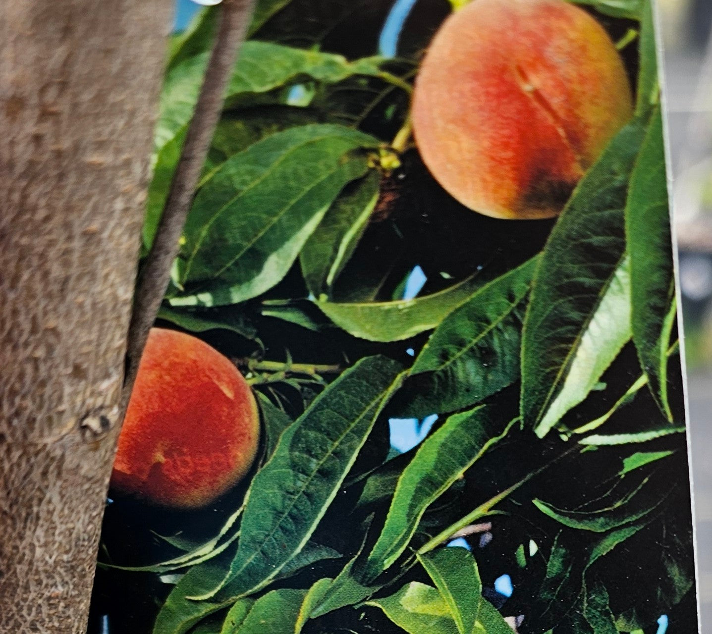 Flordaqueen Peach Tree for sale at Advanced Nursery Growers in DeFuniak Springs Florida