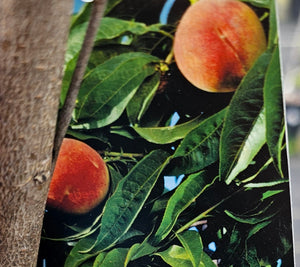 Flordaqueen Peach Tree for sale at Advanced Nursery Growers in DeFuniak Springs Florida