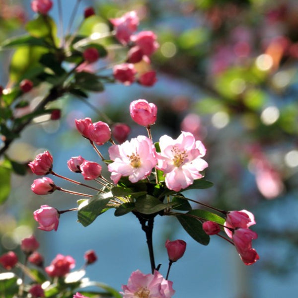 Floribunda Crabapple tree for sale at Advanced Nursery Growers in DeFuniak Springs, Florida, featuring beautiful spring flowers and small fall crabapple fruit.