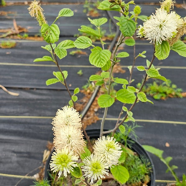 Mt Airy Fothergilla