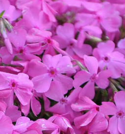 CREEPING PHLOX