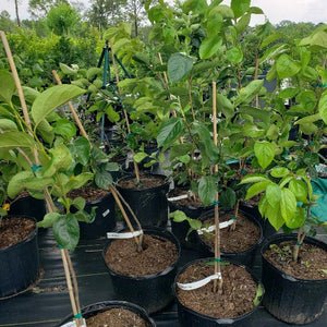 Fuyugaki ‘Fuyu’ Persimmon Tree – Non-Astringent Asian Persimmon
