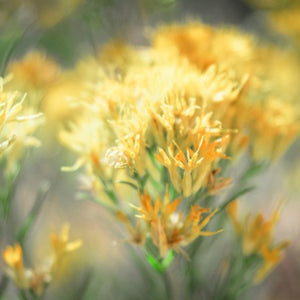 NATIVE GOLDEN ALEXANDER