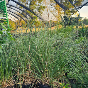 POMPASS GRASS