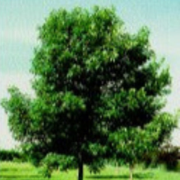 GREEN ASHE TREE NATIVE