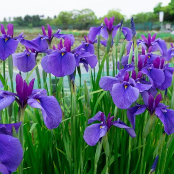 APOSTLE GIANT IRIS